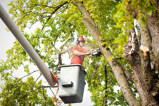 Best Arborist Consultation Services  in Cloverport, KY