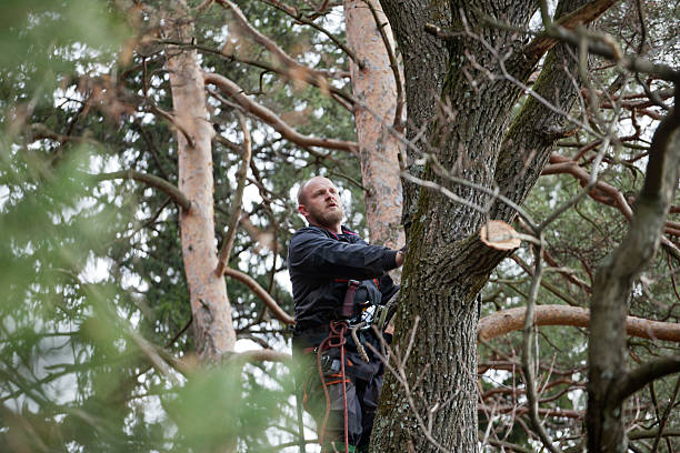 How Our Tree Care Process Works  in  Cloverport, KY